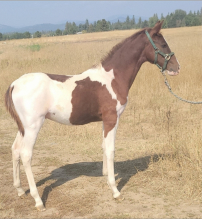 HorseID: 2294532 KUDOS FOR YOU - PhotoID: 1074604