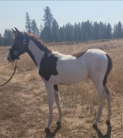 HorseID: 2294532 KUDOS FOR YOU - PhotoID: 1074605