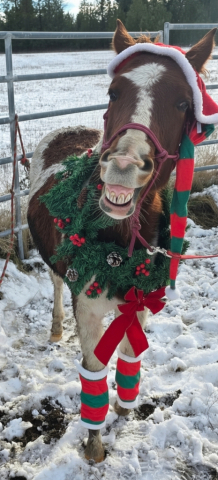 HorseID: 2294532 KUDOS FOR YOU - PhotoID: 1073977