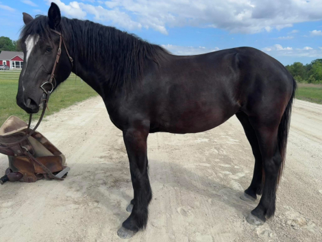 HorseID: 2294902 Lexi - PhotoID: 1090131