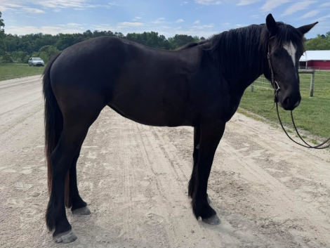 HorseID: 2294902 Lexi - PhotoID: 1090132