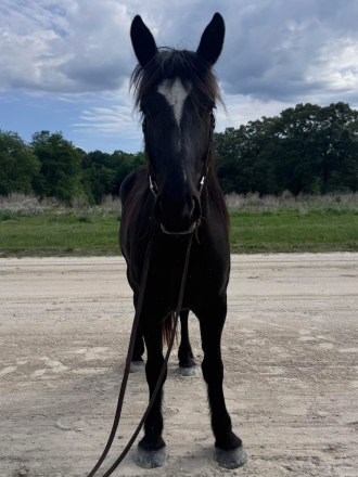 HorseID: 2294902 Lexi - PhotoID: 1090133