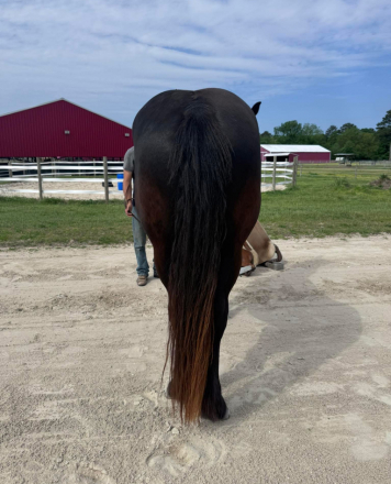 HorseID: 2294902 Lexi - PhotoID: 1090134