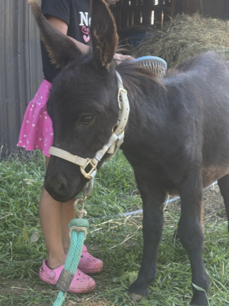 HorseID: 2294950 Jack Jack - PhotoID: 1074540