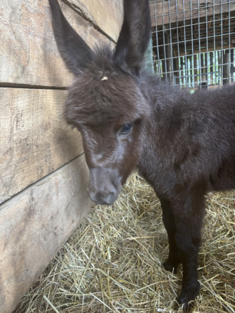 HorseID: 2294950 Jack Jack - PhotoID: 1074541