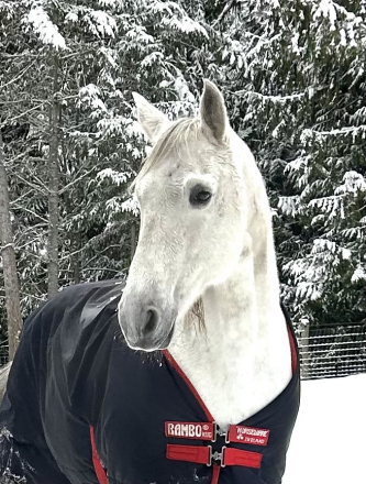 HorseID: 2295131 Choya - PhotoID: 1090126