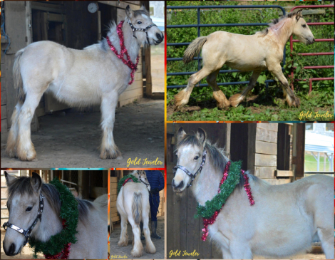 HorseID: 2295368 Gold Jeweler - PhotoID: 1075127