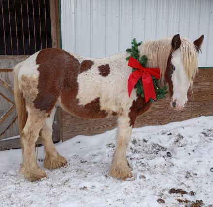 HorseID: 2295380 GS Atomic Love Bomb - PhotoID: 1075150