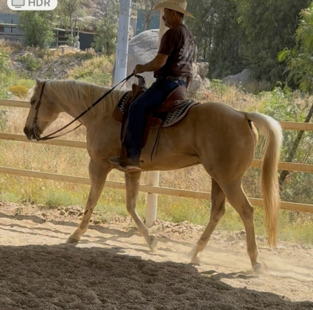 HorseID: 2295481 Maze - PhotoID: 1075317