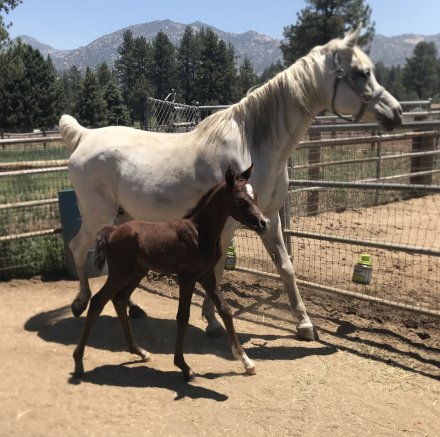 HorseID: 2295604 Chief Justice dEstopa - PhotoID: 1075479