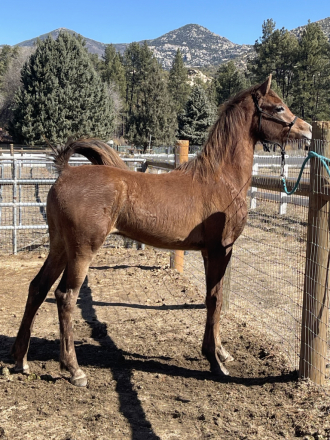 HorseID: 2295604 Chief Justice dEstopa - PhotoID: 1075480