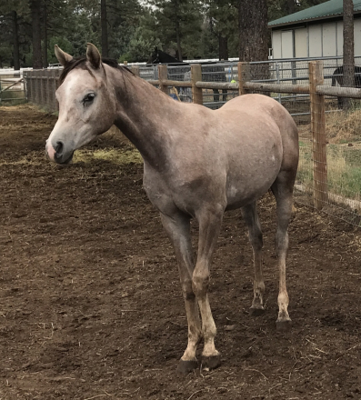 HorseID: 2295604 Chief Justice dEstopa - PhotoID: 1075481