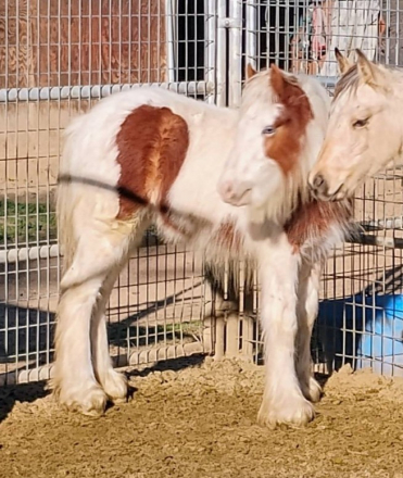 HorseID: 2296076 SE Astrid - PhotoID: 1091180