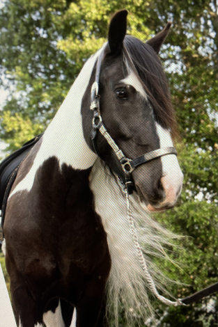 HorseID: 2296150 Kels & Kel Arya - PhotoID: 1077031