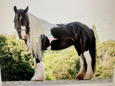 HorseID: 2296150 Kels & Kel Arya - PhotoID: 1077032