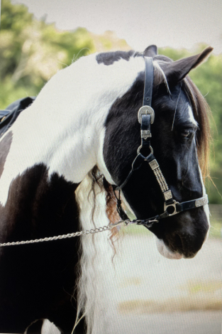 HorseID: 2296150 Kels & Kel Arya - PhotoID: 1077033