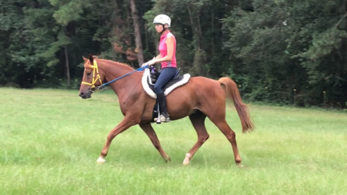 HorseID: 2296157 Mo Bigger - PhotoID: 1090014