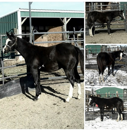 HorseID: 2296446 Maximized Pleasure - PhotoID: 1076700