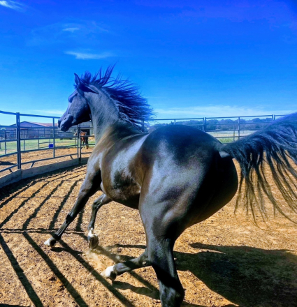 HorseID: 2296833 Versace Al Shahania, located in Whitesboro, TX - PhotoID: 1087528