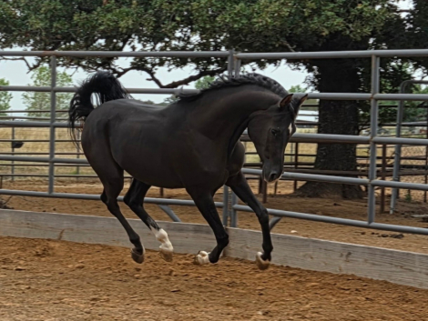 HorseID: 2296833 Versace Al Shahania, located in Whitesboro, TX - PhotoID: 1087529