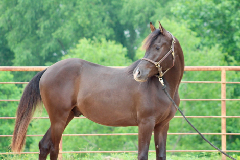 HorseID: 2296833 Versace Al Shahania, located in Whitesboro, TX - PhotoID: 1087530