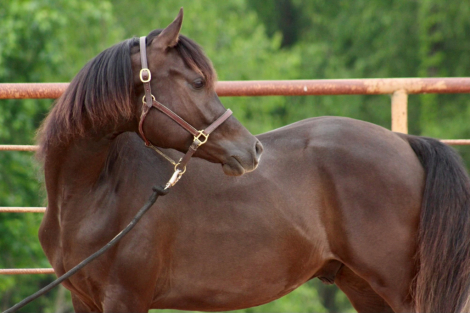 HorseID: 2296833 Versace Al Shahania, located in Whitesboro, TX - PhotoID: 1087531