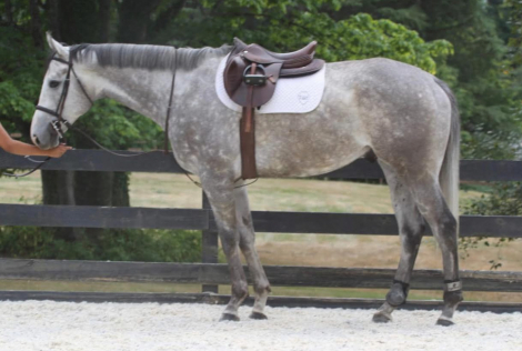 HorseID: 2297087 Bondi Beach - PhotoID: 1091171