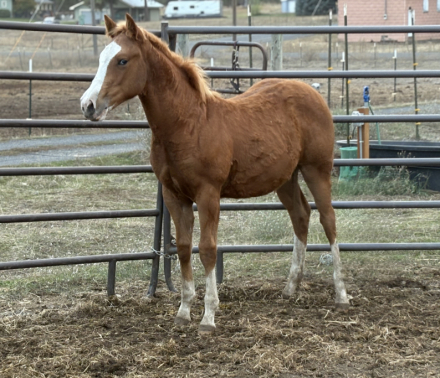 HorseID: 2297158 Twisted Fate - PhotoID: 1090650