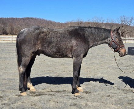 HorseID: 2297420 Smoke - PhotoID: 1090200