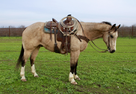 HorseID: 2297603 Jim - PhotoID: 1090562