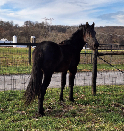 HorseID: 2297604 Malina's Chancellor - PhotoID: 1090283