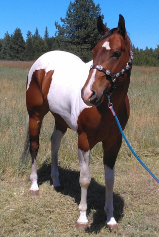 HorseID: 2297643 An Artistic Machine - PhotoID: 1078136