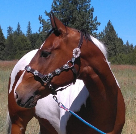 HorseID: 2297643 An Artistic Machine - PhotoID: 1078137