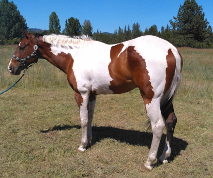 HorseID: 2297643 An Artistic Machine - PhotoID: 1078138