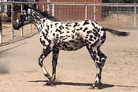 HorseID: 2297962 CaliforniaSpottedDream - PhotoID: 1090025