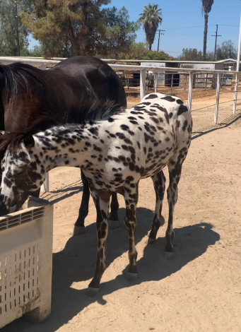 HorseID: 2297962 CaliforniaSpottedDream - PhotoID: 1090026