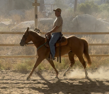 HorseID: 2297993 Smartie - PhotoID: 1091168