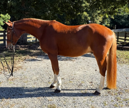 HorseID: 2298285 Focus Tachor Z - PhotoID: 1090070