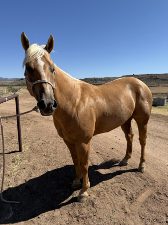 HorseID: 2298547 MRD Kings Busy Star - PhotoID: 1091002