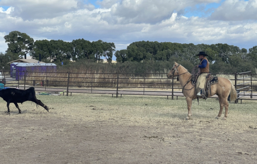 HorseID: 2298547 MRD Kings Busy Star - PhotoID: 1091043