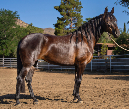 HorseID: 2298597 La Maga Herrera II - PhotoID: 1079445