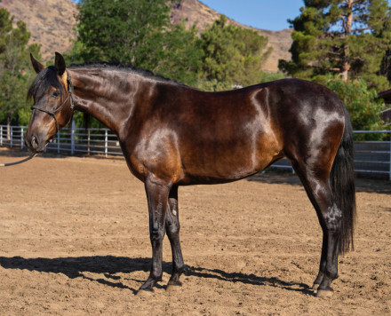 HorseID: 2298597 La Maga Herrera II - PhotoID: 1079446