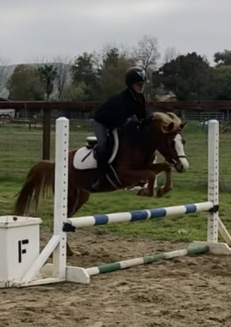 HorseID: 2298612 Strawberry Shortcake CCF - PhotoID: 1090106