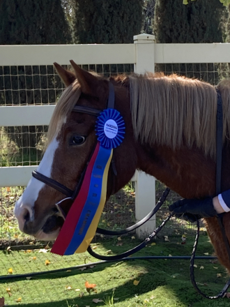 HorseID: 2298612 Strawberry Shortcake CCF - PhotoID: 1090107