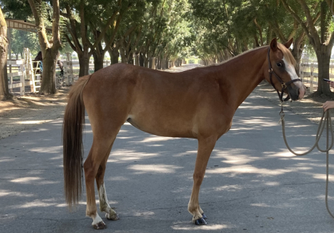 HorseID: 2298612 Strawberry Shortcake CCF - PhotoID: 1090108