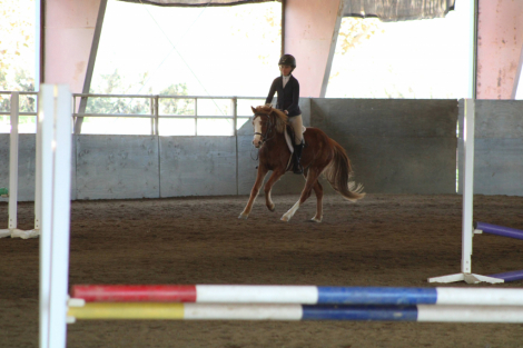 HorseID: 2298612 Strawberry Shortcake CCF - PhotoID: 1090109