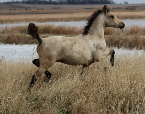 HorseID: 2298827 NSS Make It Count - PhotoID: 1090440