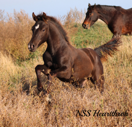 HorseID: 2298945 NSS Heartthrob - PhotoID: 1090441