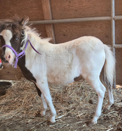 HorseID: 2299089 Kool Kharisma.... - PhotoID: 1080117