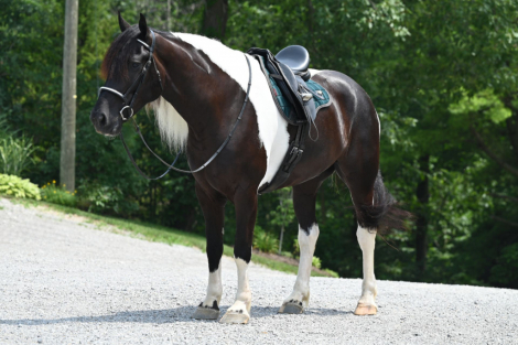 HorseID: 2299206 Big Boy - PhotoID: 1090008